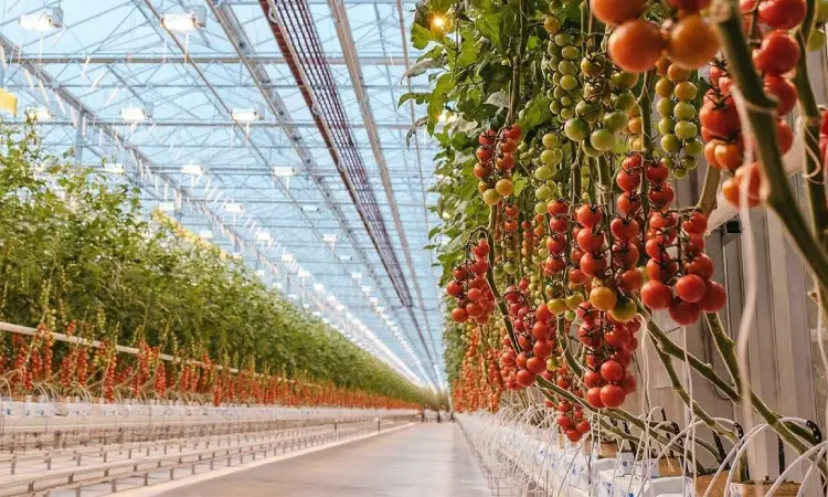 راهنمایی طراحی قفسه های گلخانه